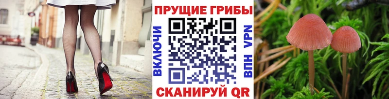 где купить   Козловка  Галлюциногенные грибы мухоморы 